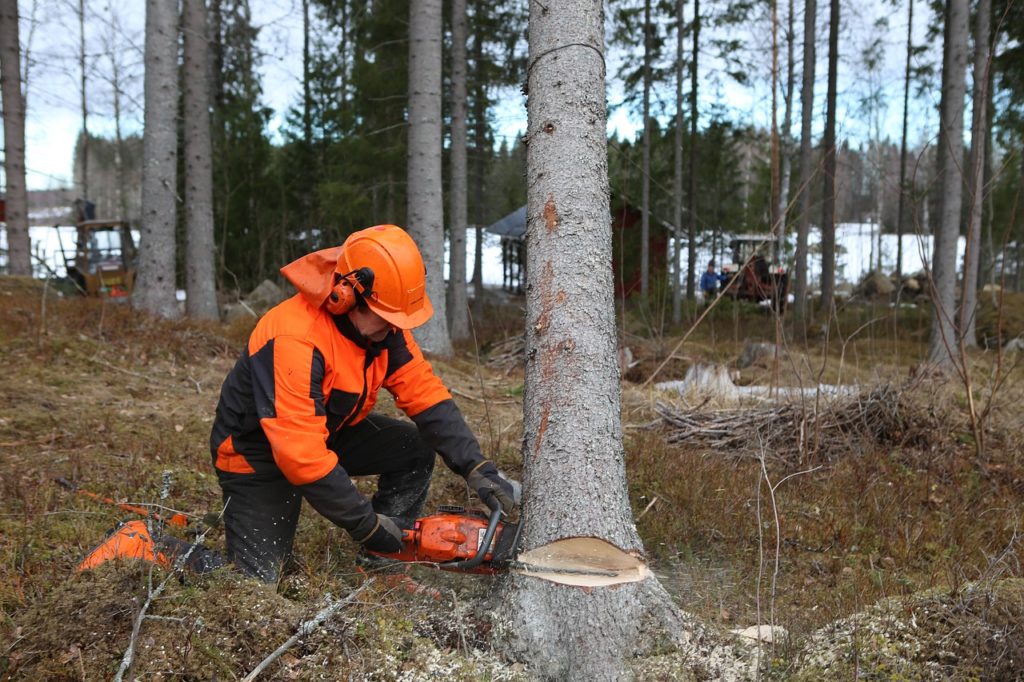 logger cutting tree down